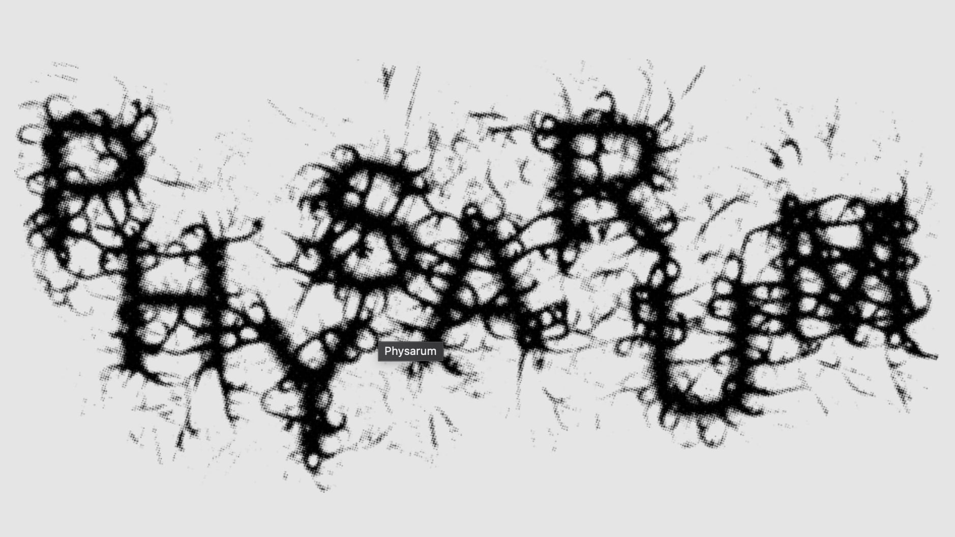 Physarum「1.3」